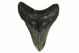 Fossil Megalodon Tooth - North Carolina #146990-1
